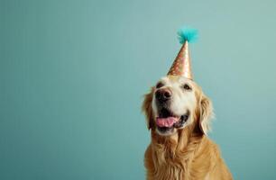 ai generado un perro en un fiesta sombrero en un azul fondo animado gifs foto