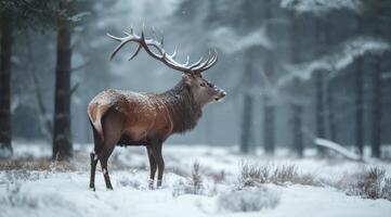 AI generated a red deer with big antlers and walking in the snow photo
