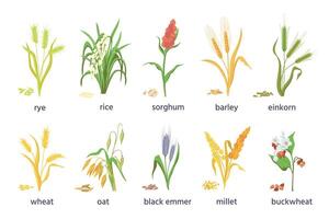 Cereal agricultural plants, crop spikes, ears and grains. Farming millet, wheat, sorghum, rice, barley and oat spikelets and seed vector set