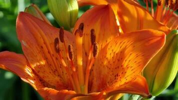 orange lilja blomma i de trädgård närbild. naturlig bakgrund. klar sommar väder. video