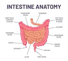 Intestine anatomy. Human body digestive system bowel infographic with duodenum, colon and jejunum. Internal abdominal organ vector structure