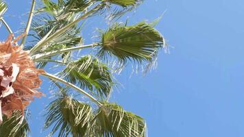 From below palm tree with green branches against cloudless blue sky in sunshine video