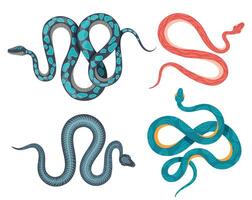 Mystic snakes. Poisonous esoteric animals with colorful skin. Dangerous coiled serpents scrawling. Wild exotic reptiles vector