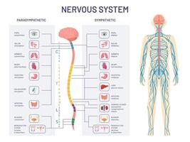 Human nervous system. Sympathetic and parasympathetic nerves anatomy and functions. Spinal cord controls body internal organs vector diagram