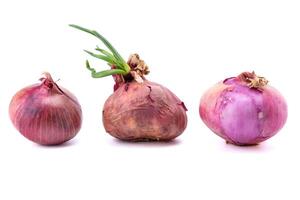 Three big onions isolated on white background with clipping path. Kind of spices used in cooking. Fresh bulbs of onion on a white background. photo