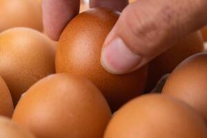 Raw chicken eggs in egg box close up. Eggs are in the panel. Fresh chicken eggs in a cardboard container in the kitchen. photo