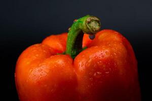 Fresh red bell pepper with water drops isolated on black background. photo