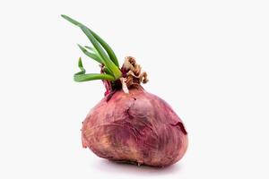 Shallot growing isolated white background. Close-up of a Big shallots on a white background with clipping path. photo