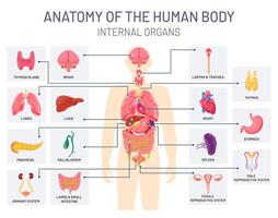 Human organs system. Medical body anatomy, man internal physiology parts. Respiratory, reproductive and digestive systems vector infographic