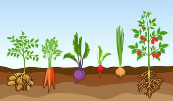 Vegetables in soil. Grow farm plants, potato, tomato, onion, radish, beetroot and carrot. Cartoon vegetable with roots in ground vector set