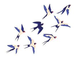 Flat small swallow bird flock flying in air. Cartoon group of barn swallows freedom flight in sky. Peaceful vector illustration with birds