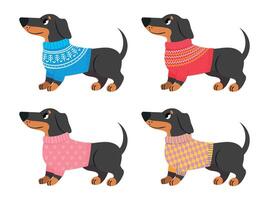 Collection of dachshund clothes, sweater for dogs vector