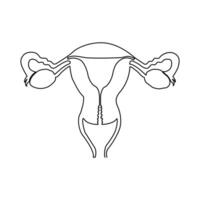 Continuous single one line drawing Uterus and ovaries, organs of female reproductive system and women's day vector art illustration