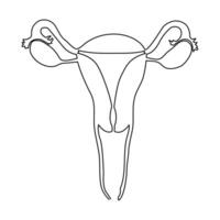 continuo soltero uno línea dibujo útero y ovarios, órganos de hembra reproductivo sistema y De las mujeres día vector Arte ilustración