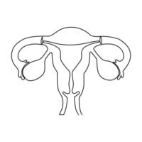 Continuous single one line drawing Uterus and ovaries, organs of female reproductive system and women's day vector art illustration