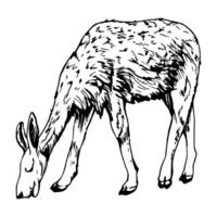 mano dibujado tinta vector ilustración, granja vacas lana animal, llama alpaca vicuña guanaco, sur central America. soltero objeto aislado en blanco antecedentes. diseño viajar, vacaciones, folleto, impresión