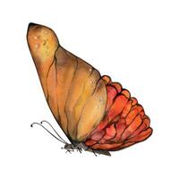 mano dibujado acuarela ilustración mariposa hada alas joya cristal insecto polilla. ámbar granate piedra solar ágata rubí. soltero objeto aislado en blanco antecedentes. diseño imprimir, comercio, boda, cumpleaños vector