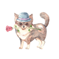 Chihuahua cute dog with rose and hat. Valentines day, love and romance concept. Hand drawn watercolor illustration of pet isolated on transparent background for design, postcards, invitations. png