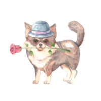 chihuahua mignonne chien avec Rose et chapeau. valentines jour, l'amour et romance concept. main tiré aquarelle illustration de animal de compagnie isolé sur transparent Contexte pour conception, cartes postales, invitations. png