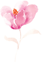rosado magnolia mano pintado acuarela flor png