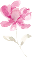 rose magnolia main peint aquarelle fleur png