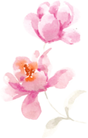 rose magnolia main peint aquarelle fleur png