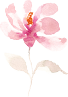 Rosa magnólia mão pintado aguarela flor png
