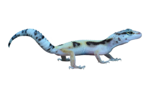 luipaard gekko of eublepharis macularius png