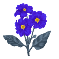 bleu primevère fleur numérique La peinture illustration png