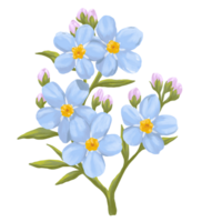 Forget me not flower digital painting illustration png