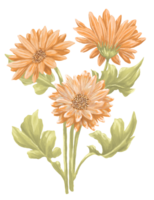 Gerbera flower digital painting illustration png