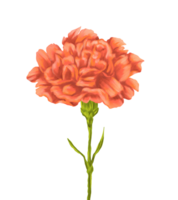 carnation flower digital painting illustration png