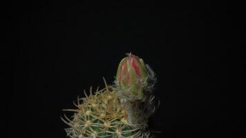 temps laps vidéo de rouge rose cactus fleur usine, dans le style de noir Contexte. video