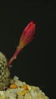 Cactus flower blooming vertical time lapse video. video