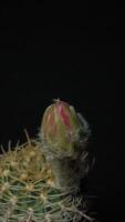 Cactus flower blooming vertical time lapse video. video