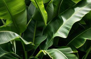 AI generated a close up image of a bunch of very large banana leaves photo