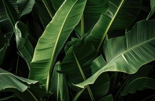 AI generated a close up image of a bunch of very large banana leaves photo