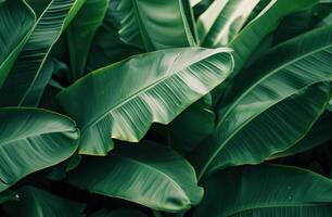 AI generated an image featuring a close up of green banana leaves photo