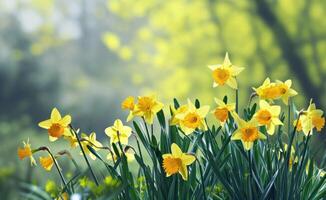 AI generated an image of yellow daffodils in spring photo
