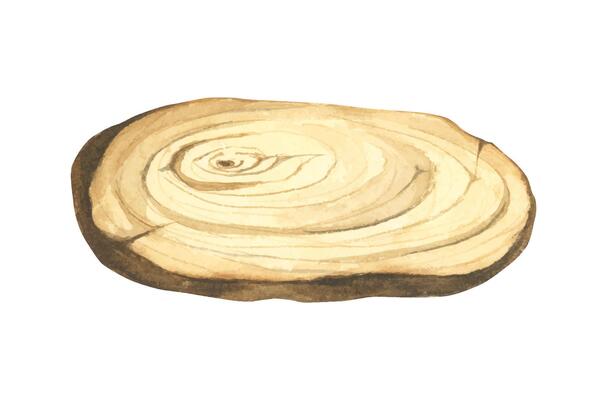 Wooden slice illustration. Wooden signboard. Tree trunk cross section. Hand painted wooden texture board. Tree rings. Rustic natural eco design for wedding, cards, invitations. Watercolor style.