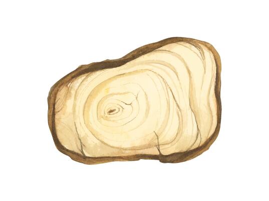 Wooden slice illustration. Wooden signboard. Tree trunk cross section. Hand painted wooden texture board. Tree rings. Rustic natural eco design for wedding, cards, invitations. Watercolor style.
