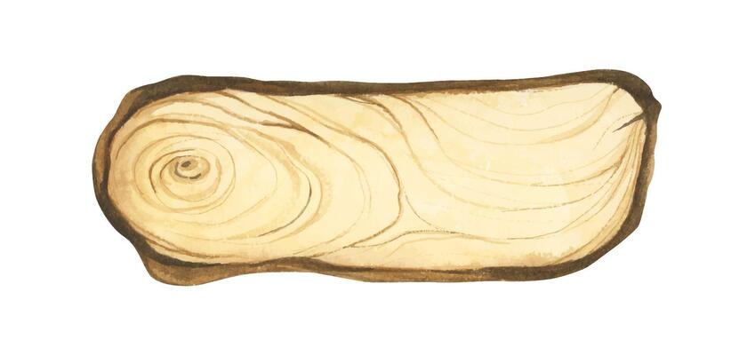 Wooden slice illustration. Wooden signboard. Tree trunk cross section. Hand painted wooden texture board. Tree rings. Rustic natural eco design for wedding, cards, invitations. Watercolor style.