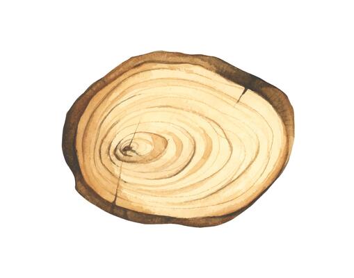 Wooden slice illustration. Wooden signboard. Tree trunk cross section. Hand painted wooden texture board. Tree rings. Rustic natural eco design for wedding, cards, invitations. Watercolor style.