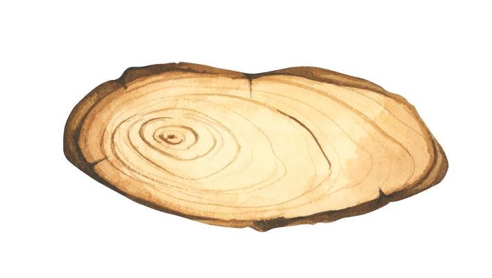 Wooden slice illustration. Wooden signboard. Tree trunk cross section. Hand painted wooden texture board. Tree rings. Rustic natural eco design for wedding, cards, invitations. Watercolor style.