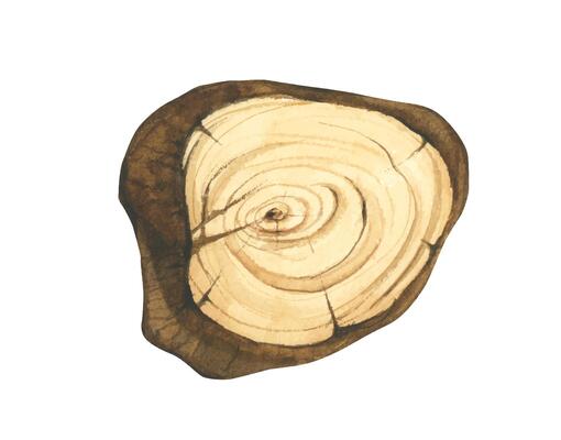 Wooden slice illustration. Wooden signboard. Tree trunk cross section. Hand painted wooden texture board. Tree rings. Rustic natural eco design for wedding, cards, invitations. Watercolor style.