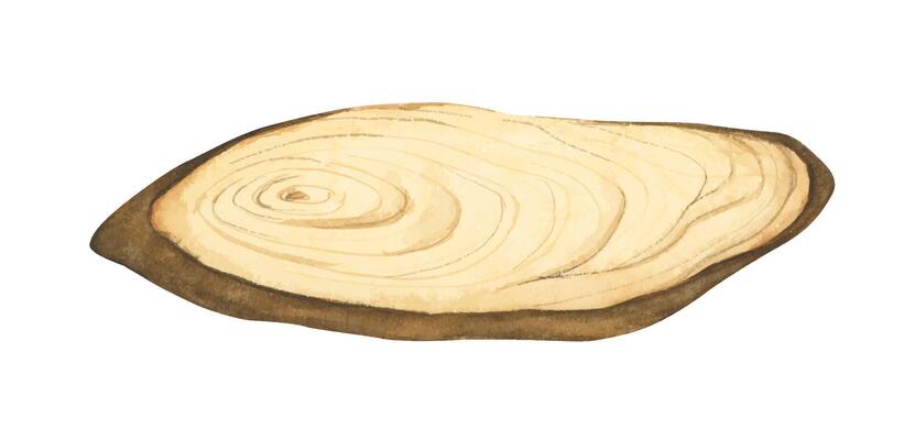 Wooden slice illustration. Wooden signboard. Tree trunk cross section. Hand painted wooden texture board. Tree rings. Rustic natural eco design for wedding, cards, invitations. Watercolor style.