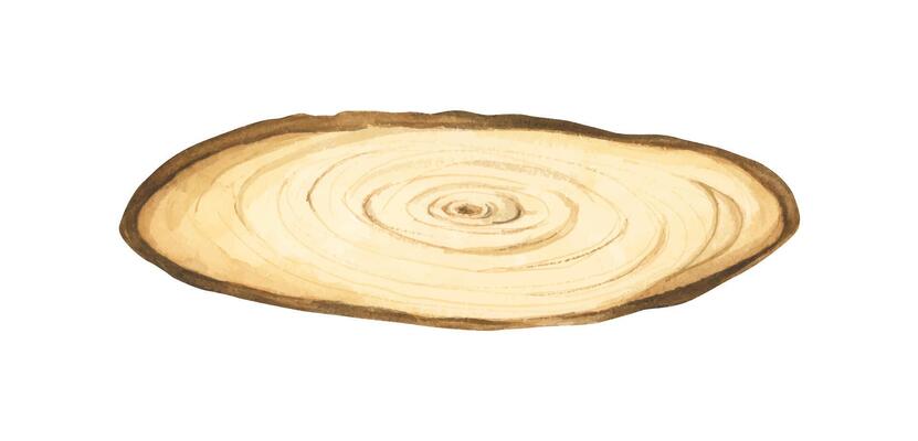 Wooden slice illustration. Wooden signboard. Tree trunk cross section. Hand painted wooden texture board. Tree rings. Rustic natural eco design for wedding, cards, invitations. Watercolor style.