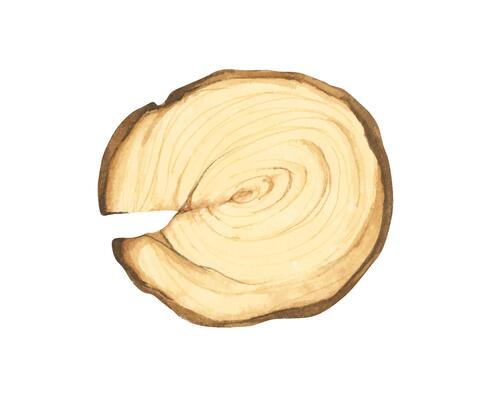 Wooden slice illustration. Wooden signboard. Tree trunk cross section. Hand painted wooden texture board. Tree rings. Rustic natural eco design for wedding, cards, invitations. Watercolor style.
