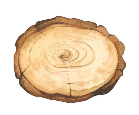 Wooden slice illustration. Wooden signboard. Tree trunk cross section. Hand painted wooden texture board. Tree rings. Rustic natural eco design for wedding, cards, invitations. Watercolor style.