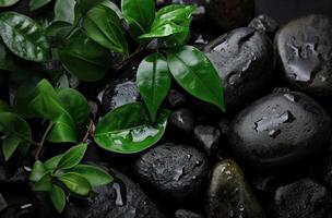 AI generated black background with green leaves and stones photo